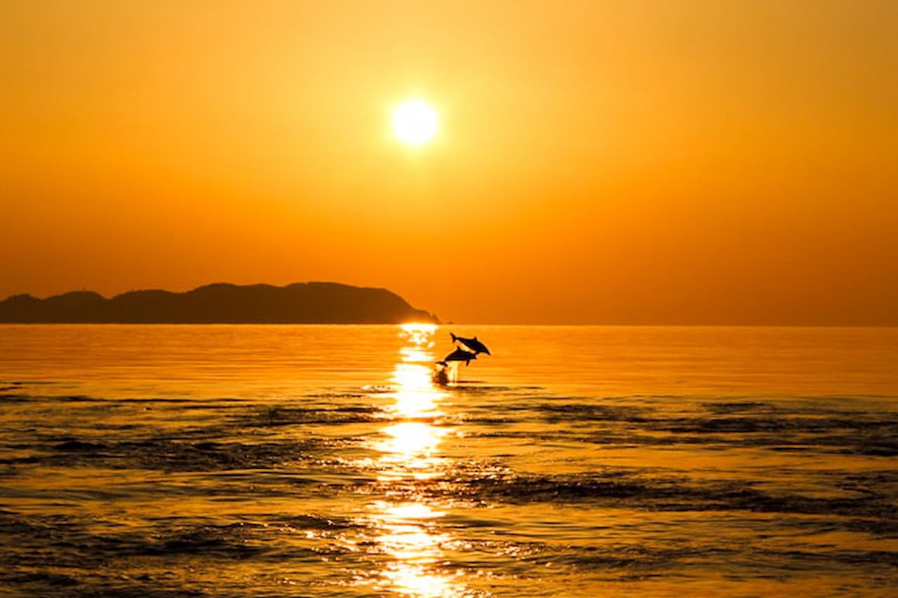 Dolphin Watching Experience in Amakusa - main image