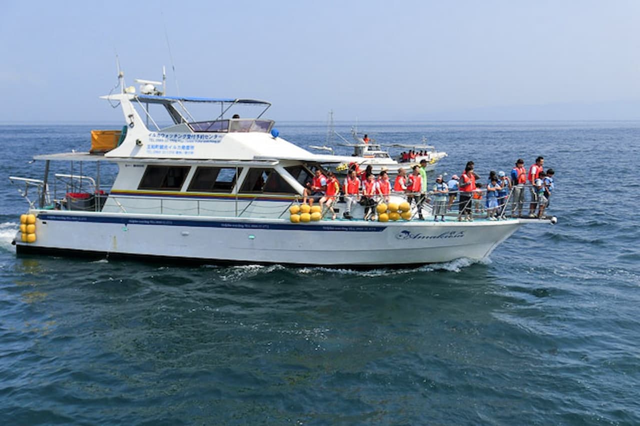 Dolphin Watching Experience in Amakusa - image 5