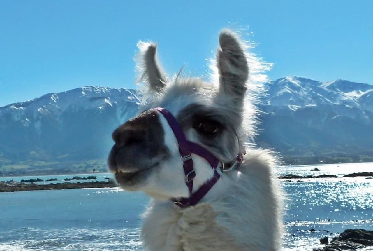Half-Day Coastal Llama Trek from Kaikoura - image 4