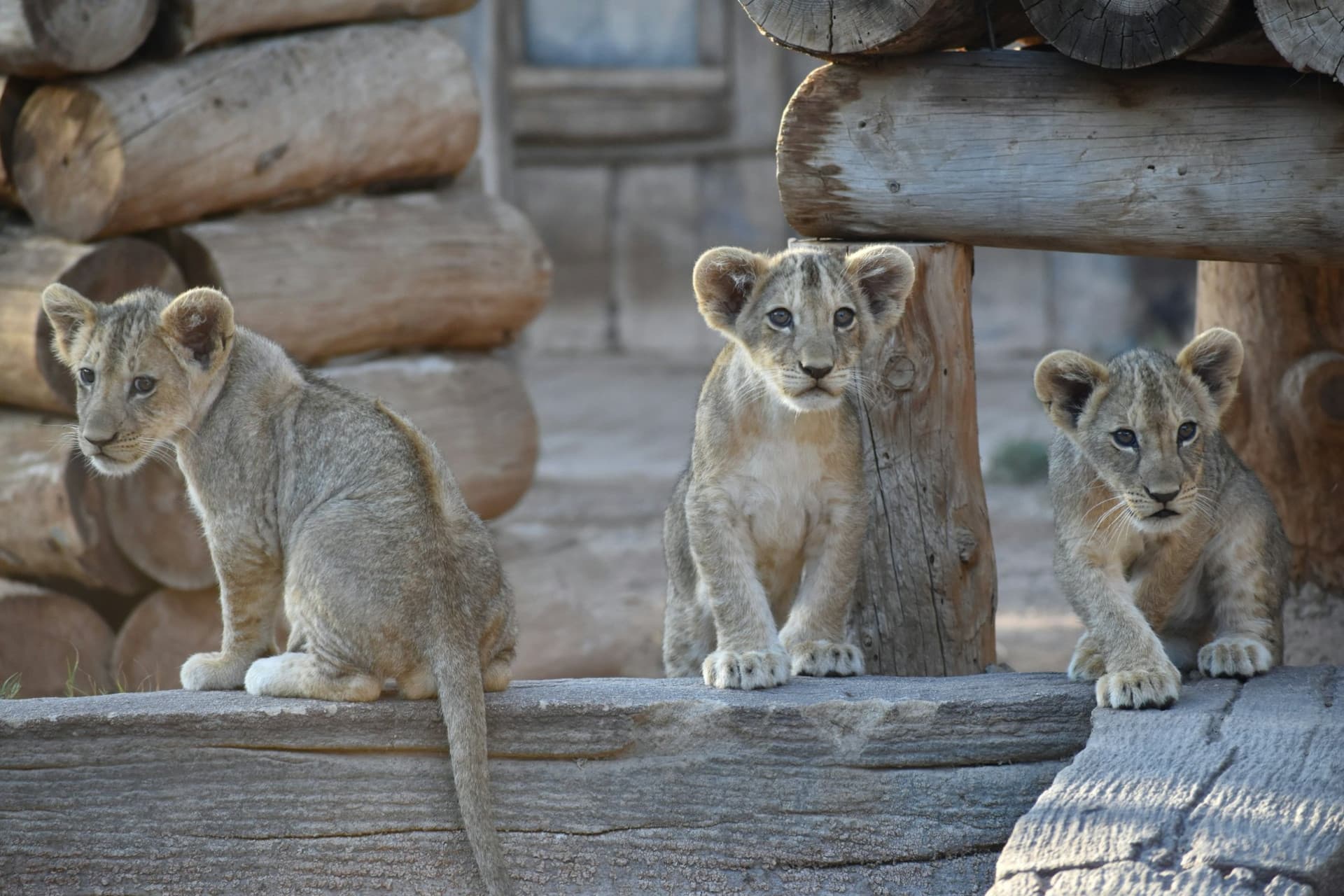 Terra Natura Murcia Ticket - image 5